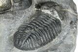 Two Huge Phacopid (Drotops) Trilobite - Issoumour, Morocco #365712-6